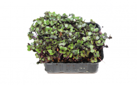 Simply Fresh Red Cabbage-MH   Box  1 pcs